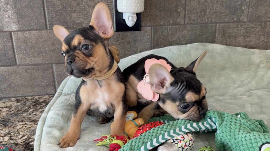 Sally | Black & Tan French Bulldog Female | Available Now | The Cheerful One