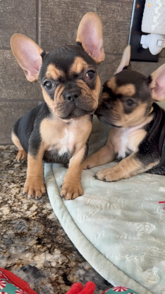 Sally | Black & Tan French Bulldog Female | Available Now | The Cheerful One