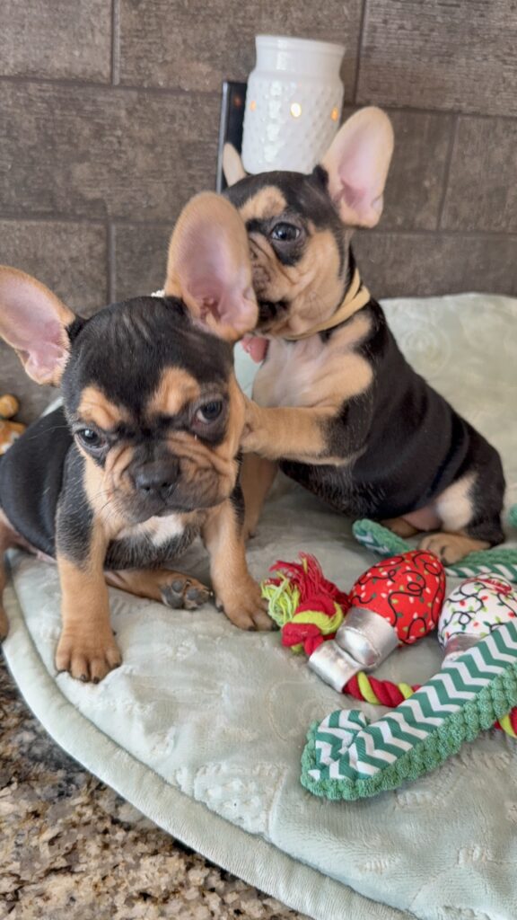 Sally | Black & Tan French Bulldog Female | Available Now | The Cheerful One