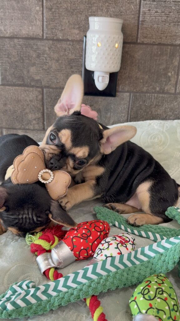 Sara | Black & Tan French Bulldog Female | Available Now | The Snuggly One