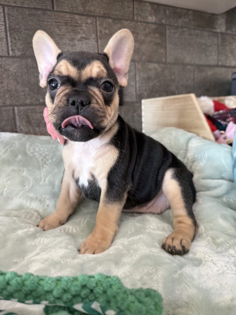 Sara | Black & Tan French Bulldog Female | Available Now | The Snuggly One