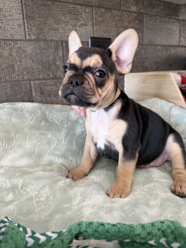 Sara | Black & Tan French Bulldog Female | Available Now | The Snuggly One
