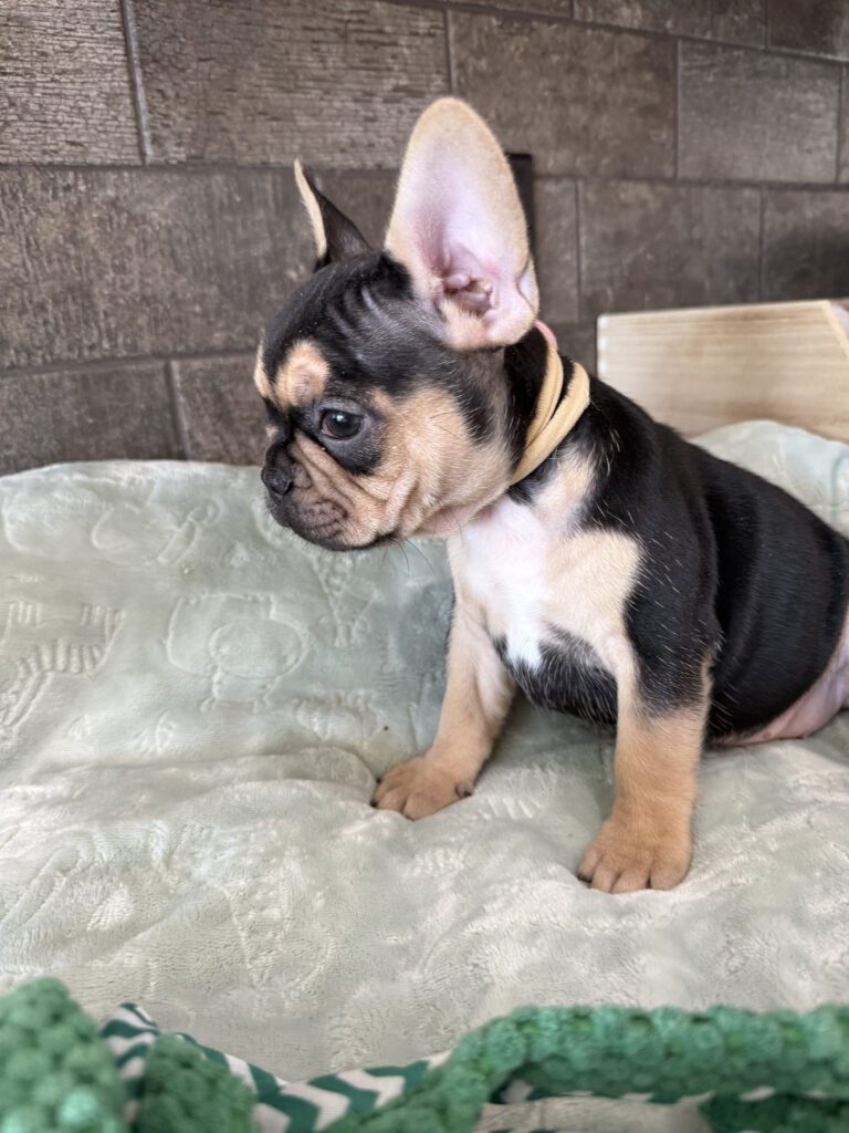 Sara | Black & Tan French Bulldog Female | Available Now | The Snuggly One