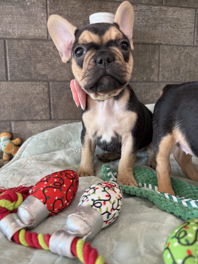 Sara | Black & Tan French Bulldog Female | Available Now | The Snuggly One