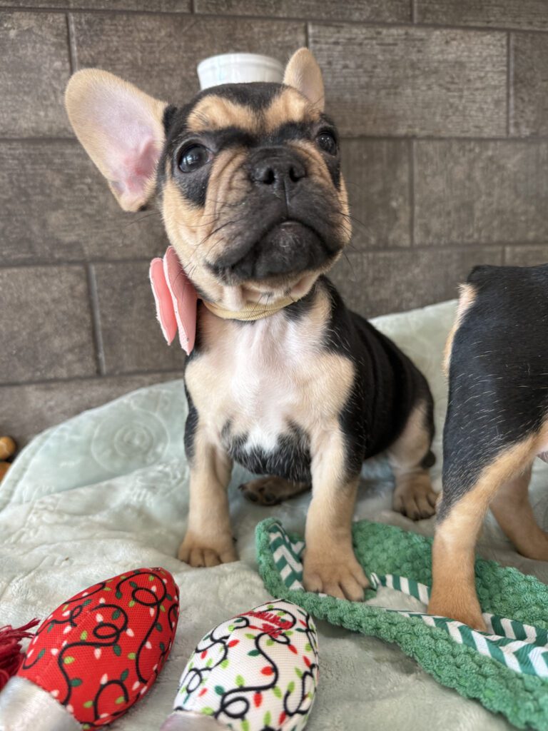 Sara | Black & Tan French Bulldog Female | Available Now | The Snuggly One