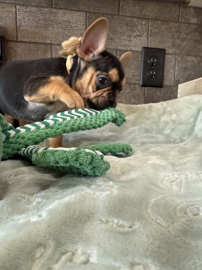 Sally | Black & Tan French Bulldog Female | Available Now | The Cheerful One