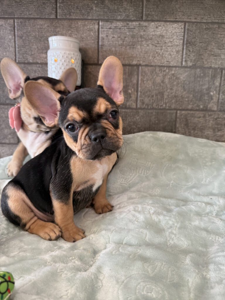 Sally | Black & Tan French Bulldog Female | Available Now | The Cheerful One