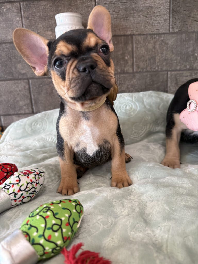 Sally | Black & Tan French Bulldog Female | Available Now | The Cheerful One