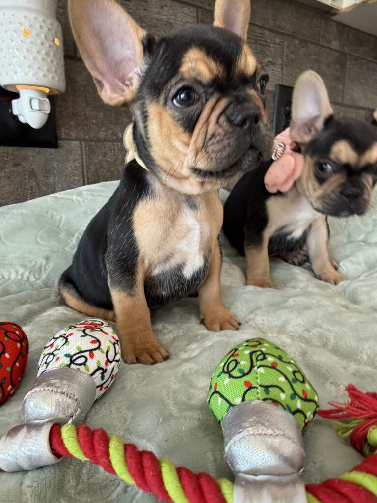 Sally | Black & Tan French Bulldog Female | Available Now | The Cheerful One