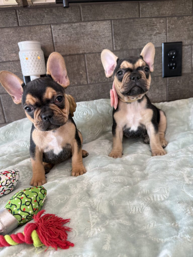 Sara | Black & Tan French Bulldog Female | Available Now | The Snuggly One