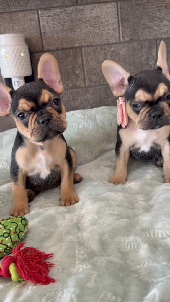 Sally | Black & Tan French Bulldog Female | Available Now | The Cheerful One