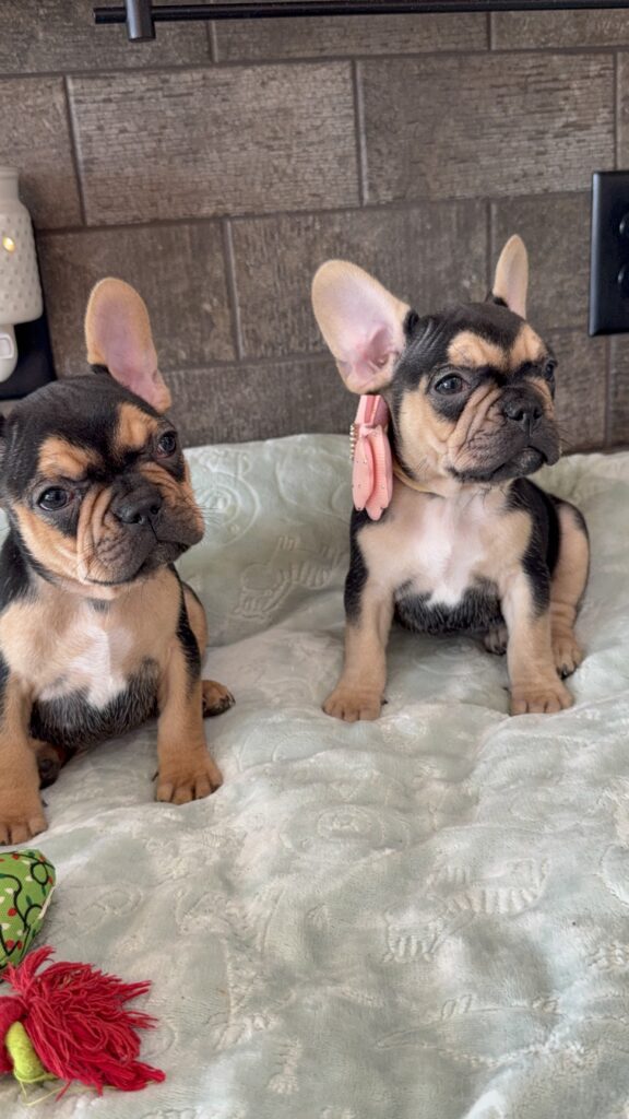 Sara | Black & Tan French Bulldog Female | Available Now | The Snuggly One