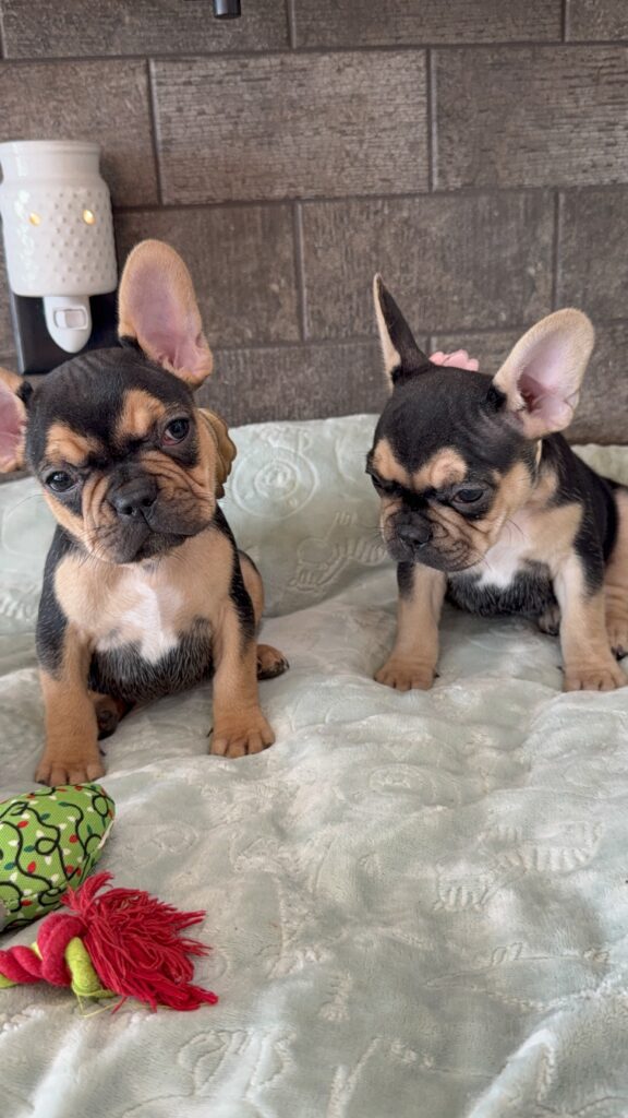 Sally | Black & Tan French Bulldog Female | Available Now | The Cheerful One