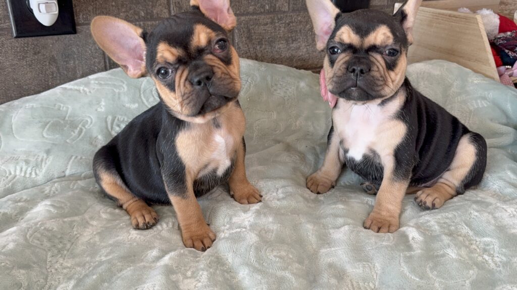 Sally | Black & Tan French Bulldog Female | Available Now | The Cheerful One