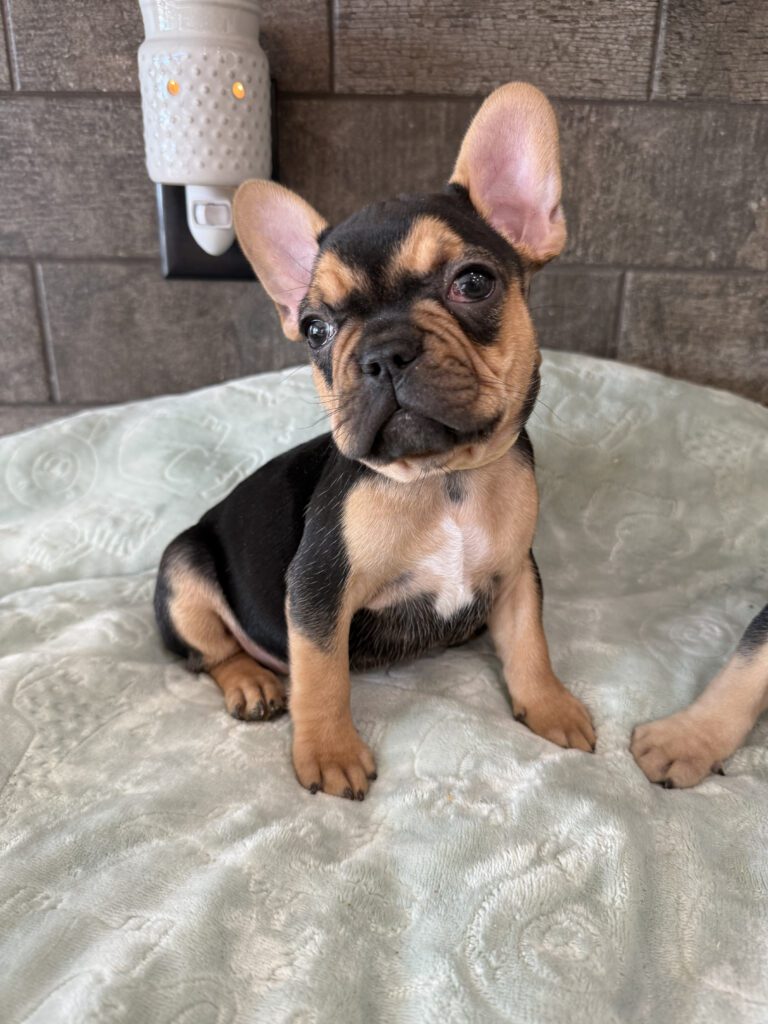 Sally | Black & Tan French Bulldog Female | Available Now | The Cheerful One