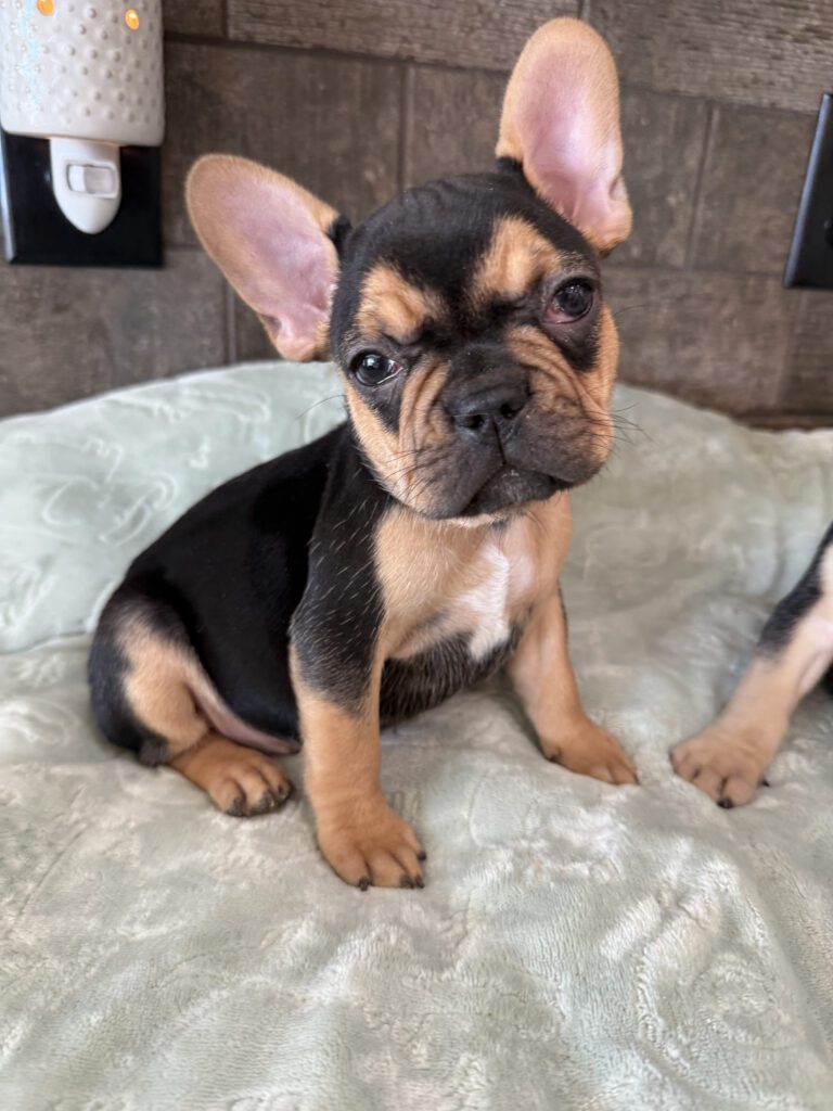 Sally | Black & Tan French Bulldog Female | Available Now | The Cheerful One