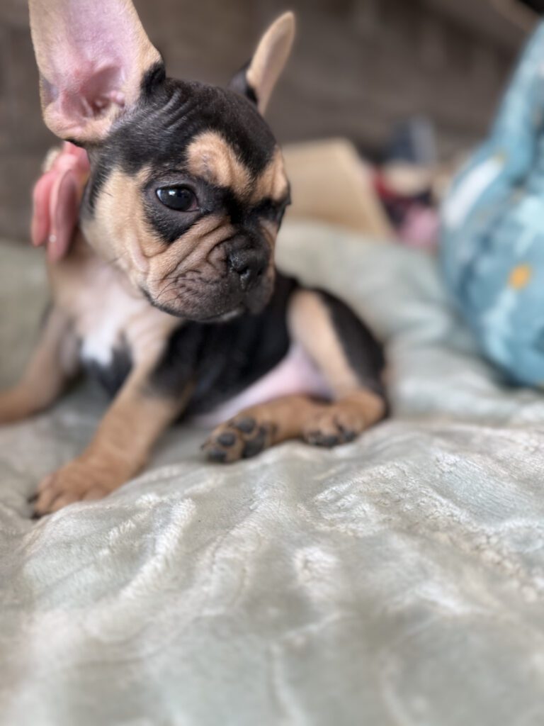 Sara | Black & Tan French Bulldog Female | Available Now | The Snuggly One