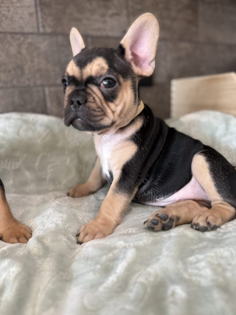 Sara | Black & Tan French Bulldog Female | Available Now | The Snuggly One