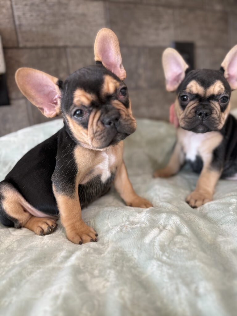 Sally | Black & Tan French Bulldog Female | Available Now | The Cheerful One