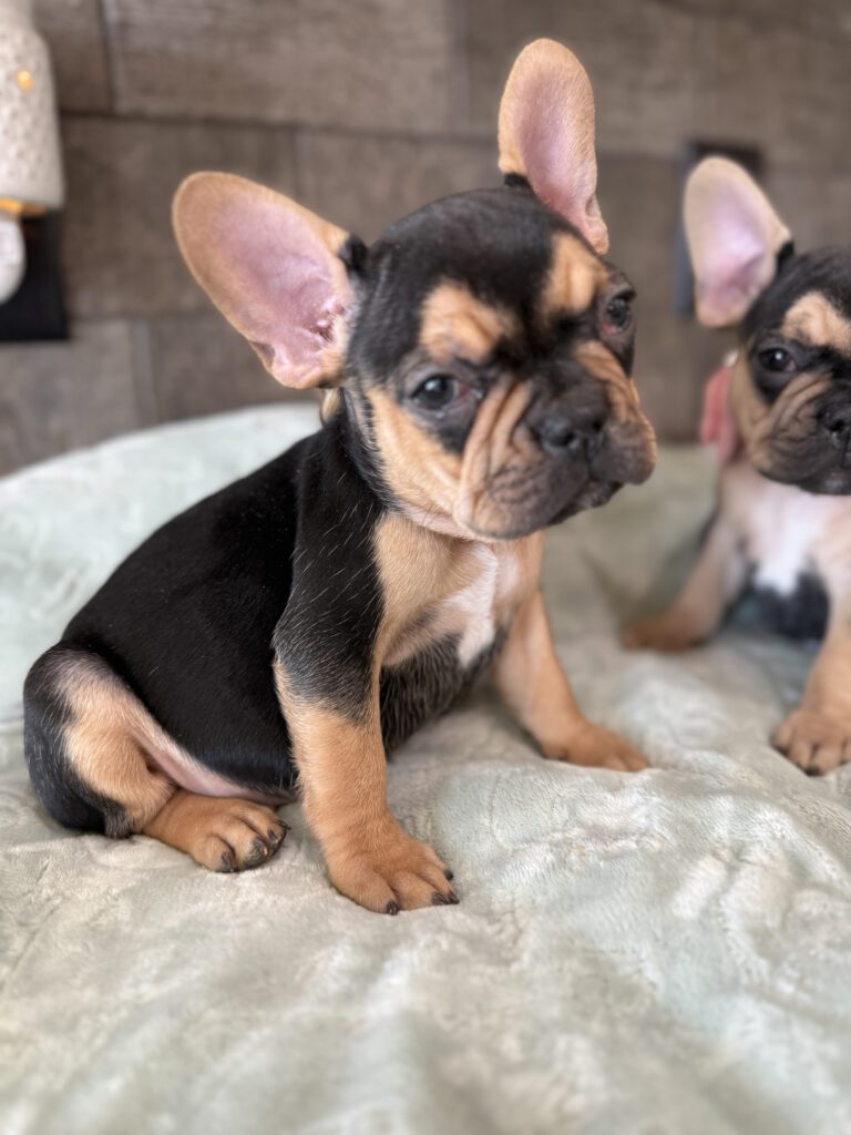 Sally | Black & Tan French Bulldog Female | Available Now | The Cheerful One