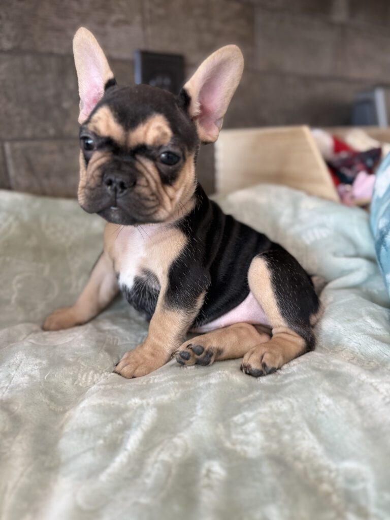 Sara | Black & Tan French Bulldog Female | Available Now | The Snuggly One