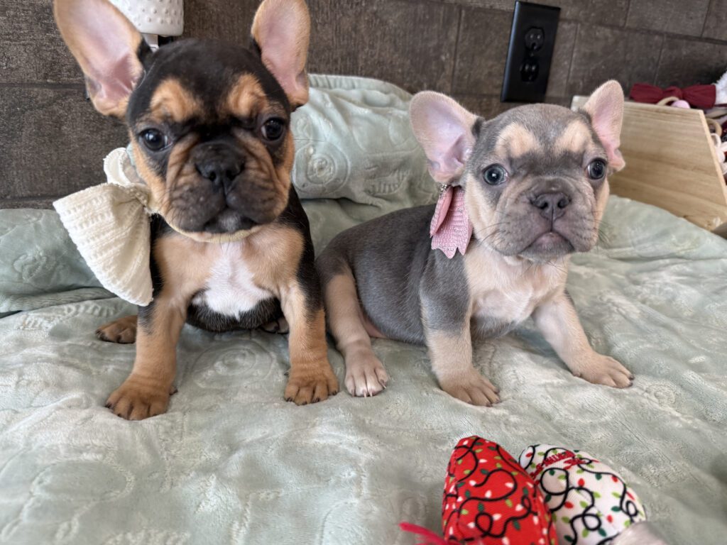 Sam | Black & Tan French Bulldog Male | Available Now | The Entertaining One