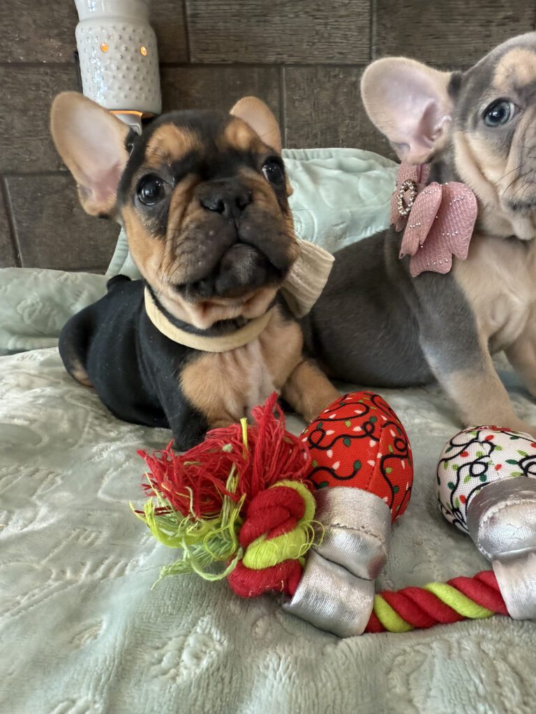 Sam | Black & Tan French Bulldog Male | Available Now | The Entertaining One