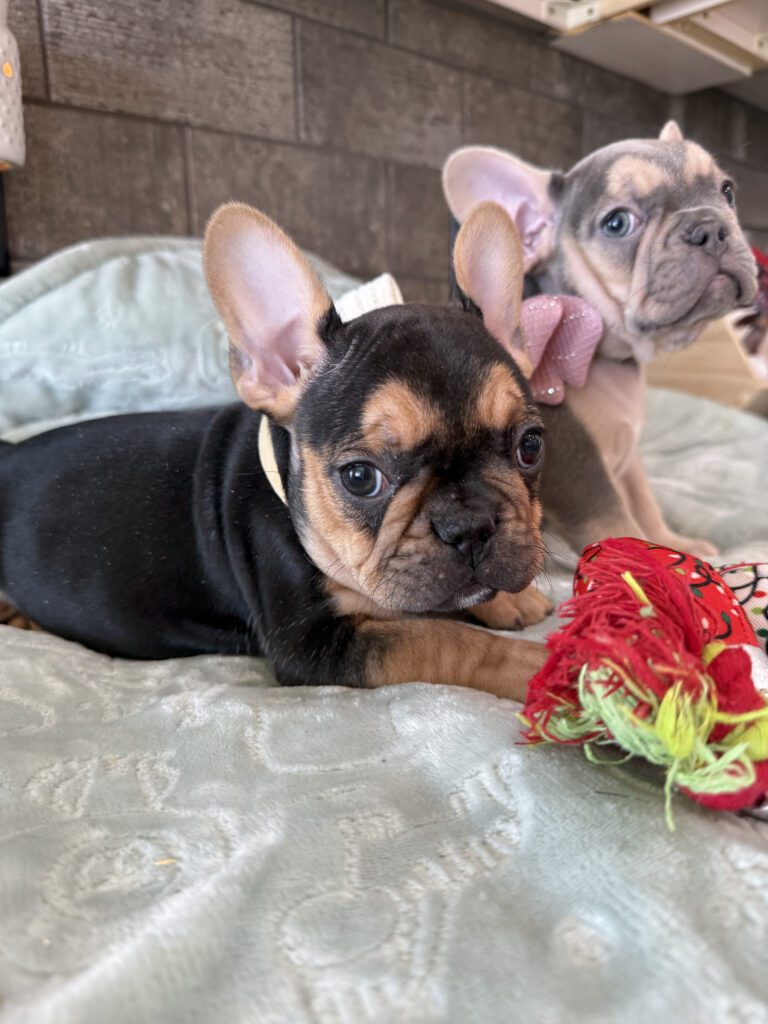 Sam | Black & Tan French Bulldog Male | Available Now | The Entertaining One