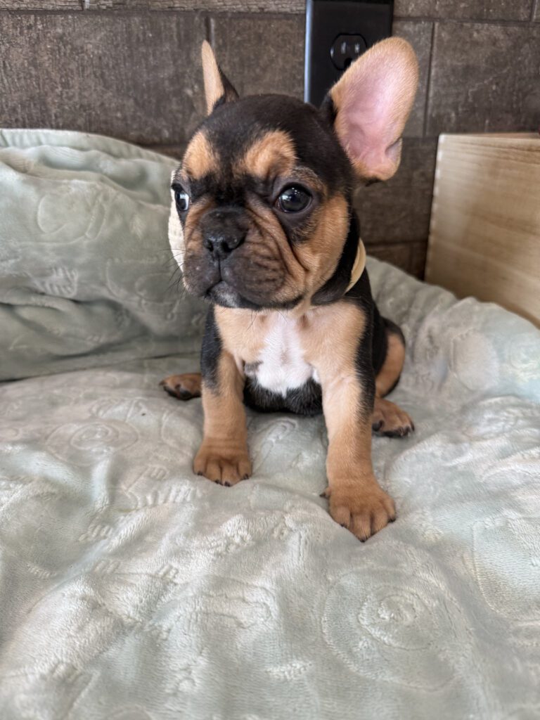Sam | Black & Tan French Bulldog Male | Available Now | The Entertaining One