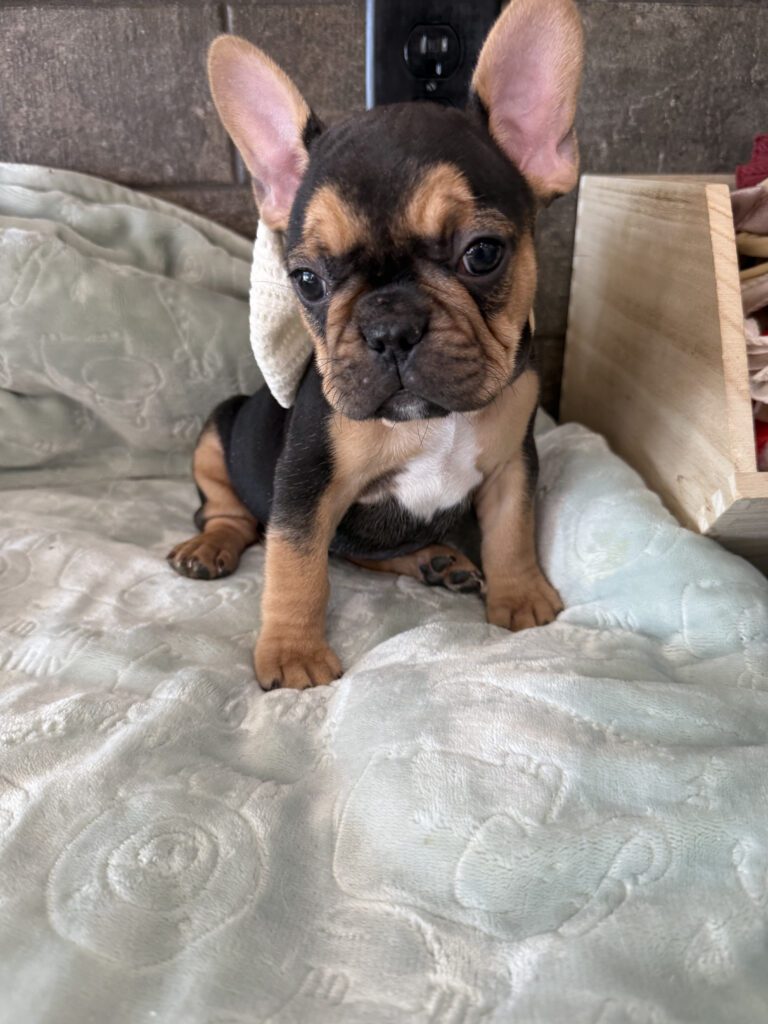 Sam | Black & Tan French Bulldog Male | Available Now | The Entertaining One