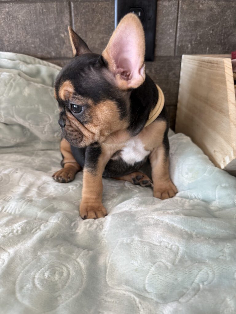 Sam | Black & Tan French Bulldog Male | Available Now | The Entertaining One