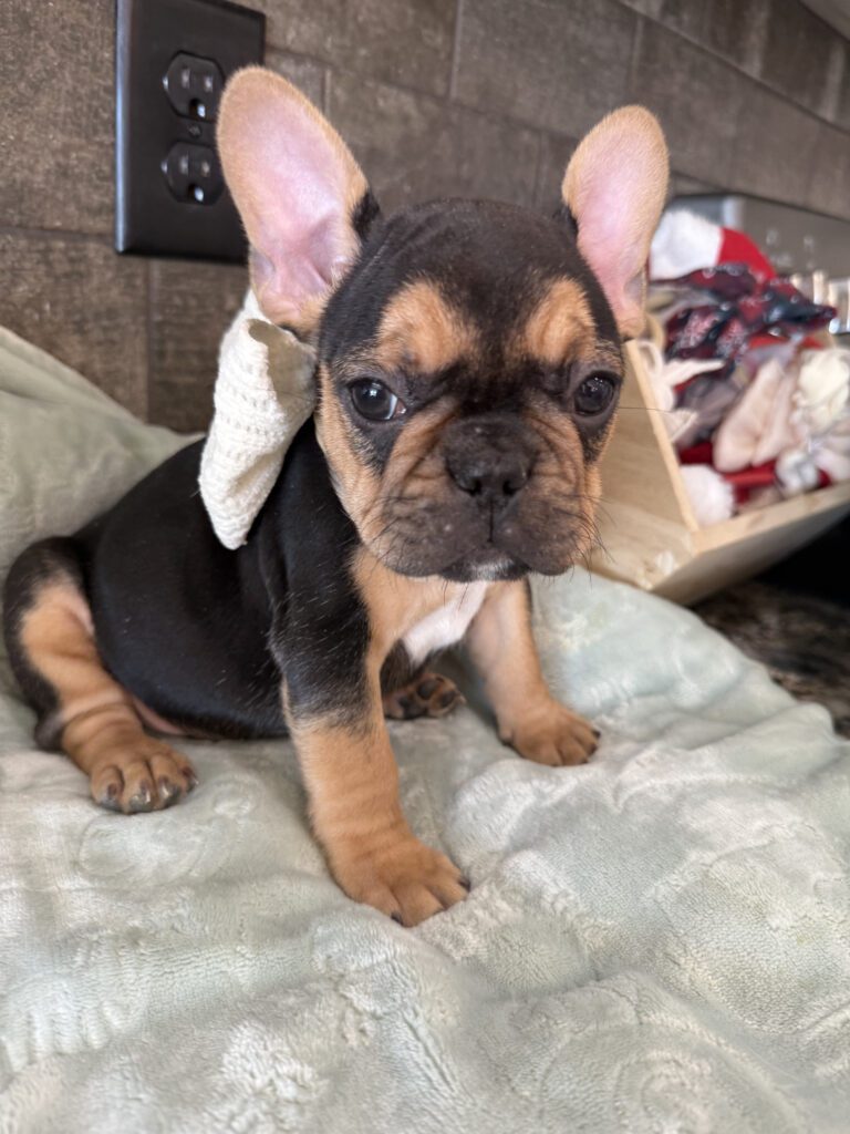 Sally | Black & Tan French Bulldog Female | Available Now | The Cheerful One​