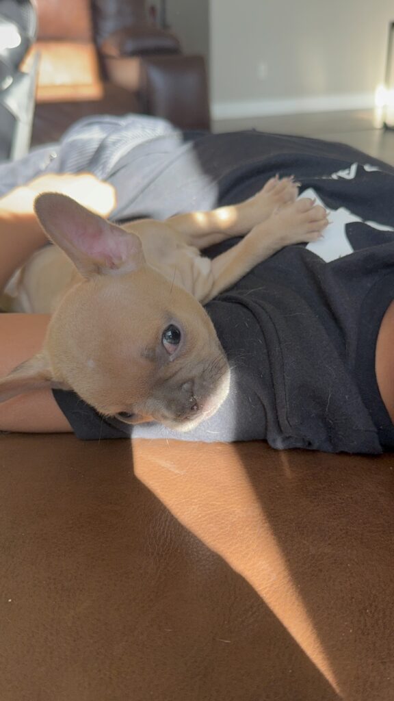 Sasha | Blue Fawn French Bulldog Male | Available Now | Travel Size Sweetheart