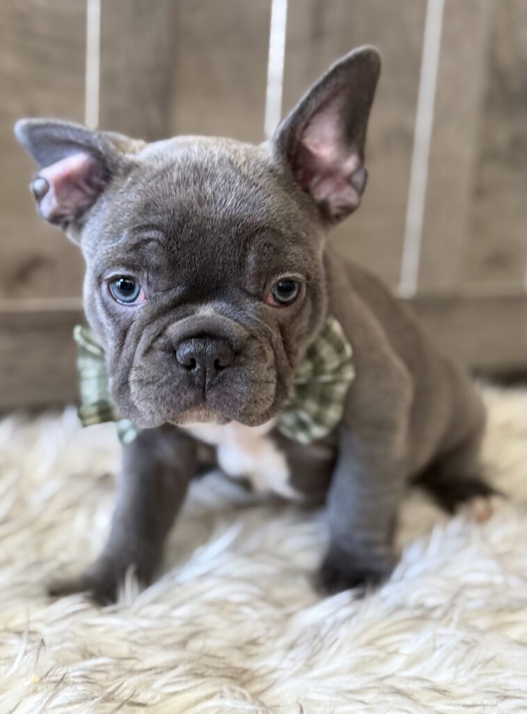 Whooper | Blue French Bulldog Male | Available in February 5th, 2026