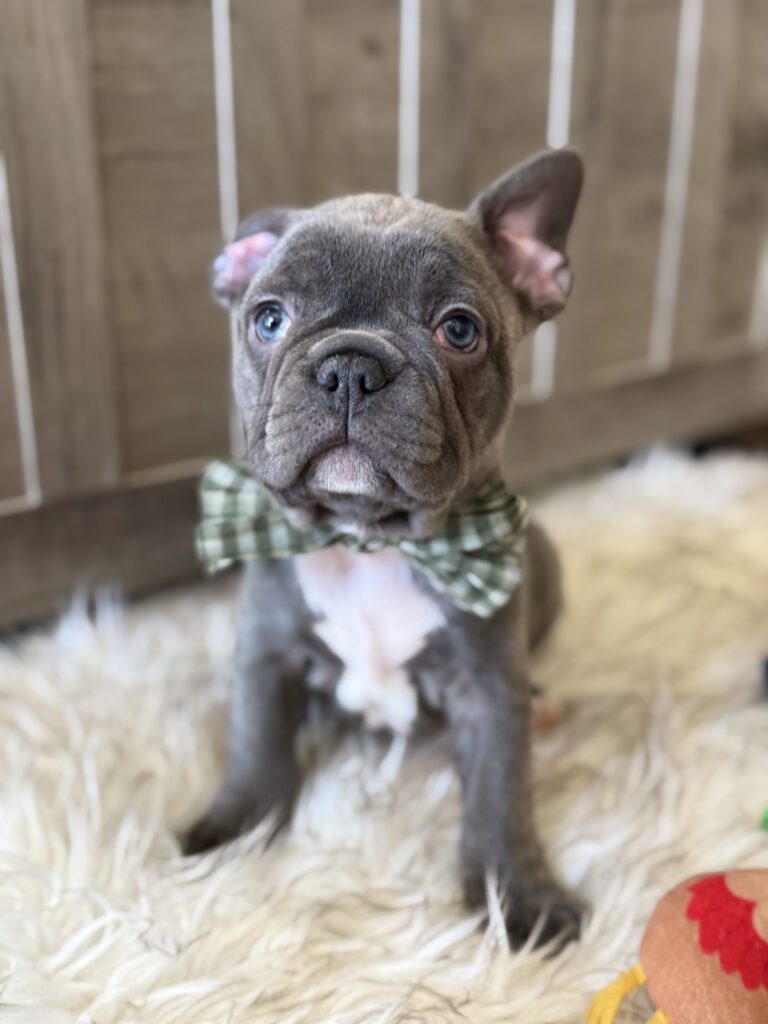 Whooper | Blue French Bulldog Male | Available in February 5th, 2026