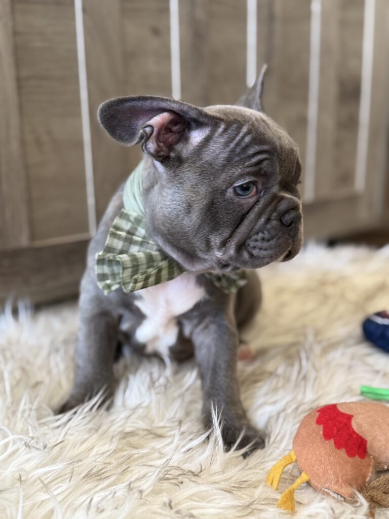 Whooper | Blue French Bulldog Male | Available in February 5th, 2026