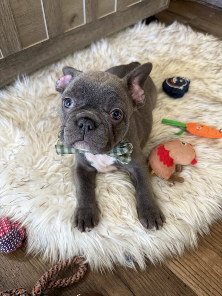 Whooper | Blue French Bulldog Male | Available in February 5th, 2026