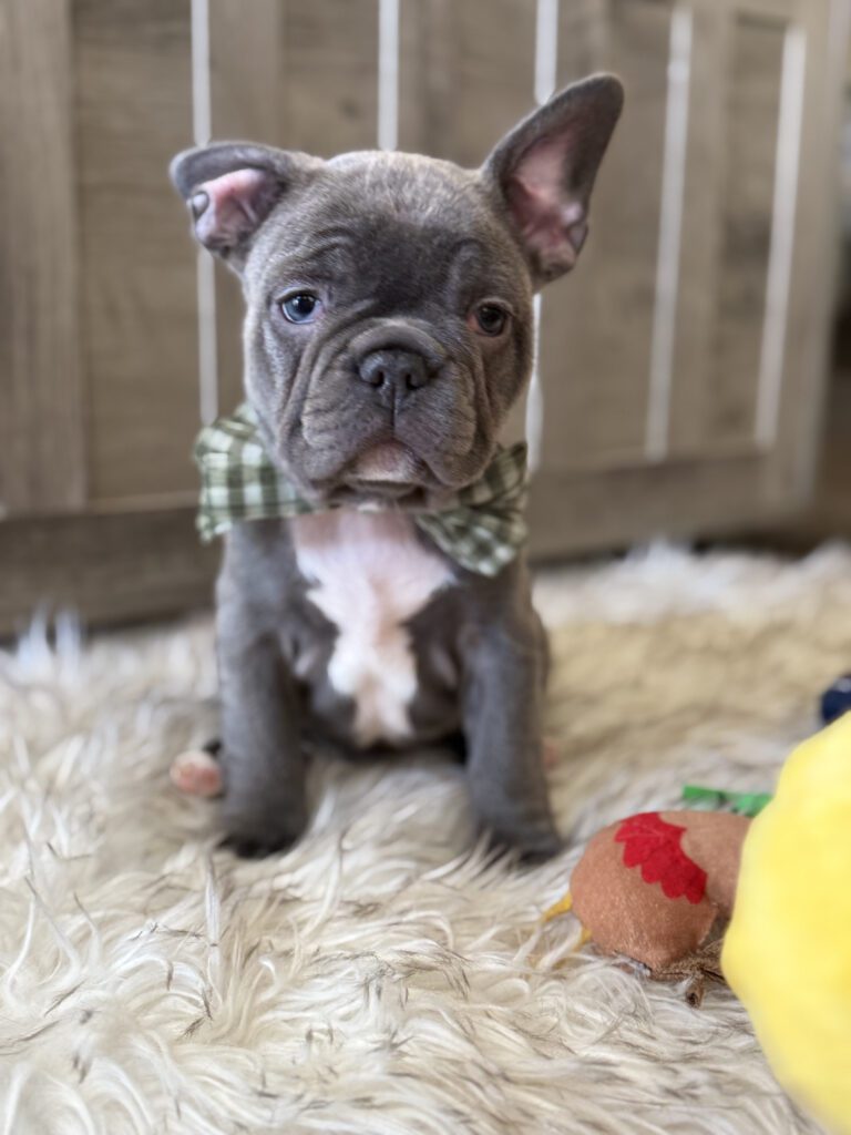 Whooper | Blue French Bulldog Male | Available in February 5th, 2026
