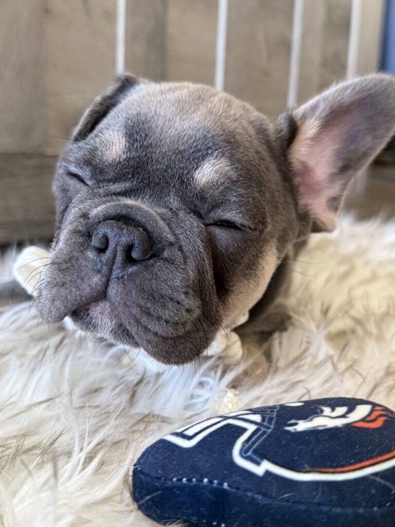 Wallace | Blue & Tan French Bulldog Male | Available in February 5th, 2026