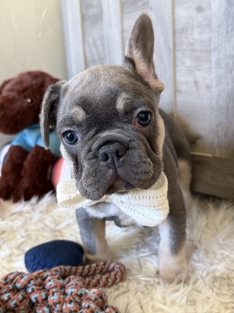 Wallace | Blue & Tan French Bulldog Male | Available in February 5th, 2026