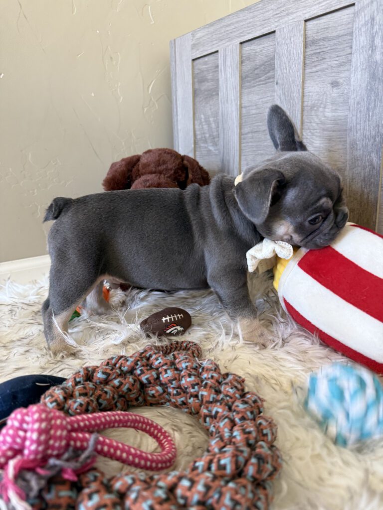 Wallace | Blue & Tan French Bulldog Male | Available in February 5th, 2026