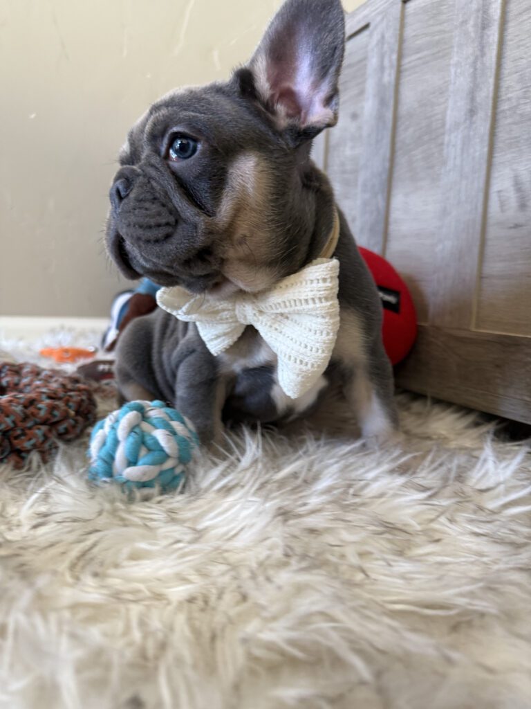 Wallace | Blue & Tan French Bulldog Male | Available in February 5th, 2026