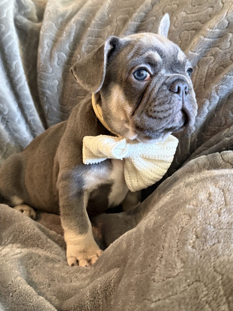 Wallace | Blue & Tan French Bulldog Male | Available in February 5th, 2026