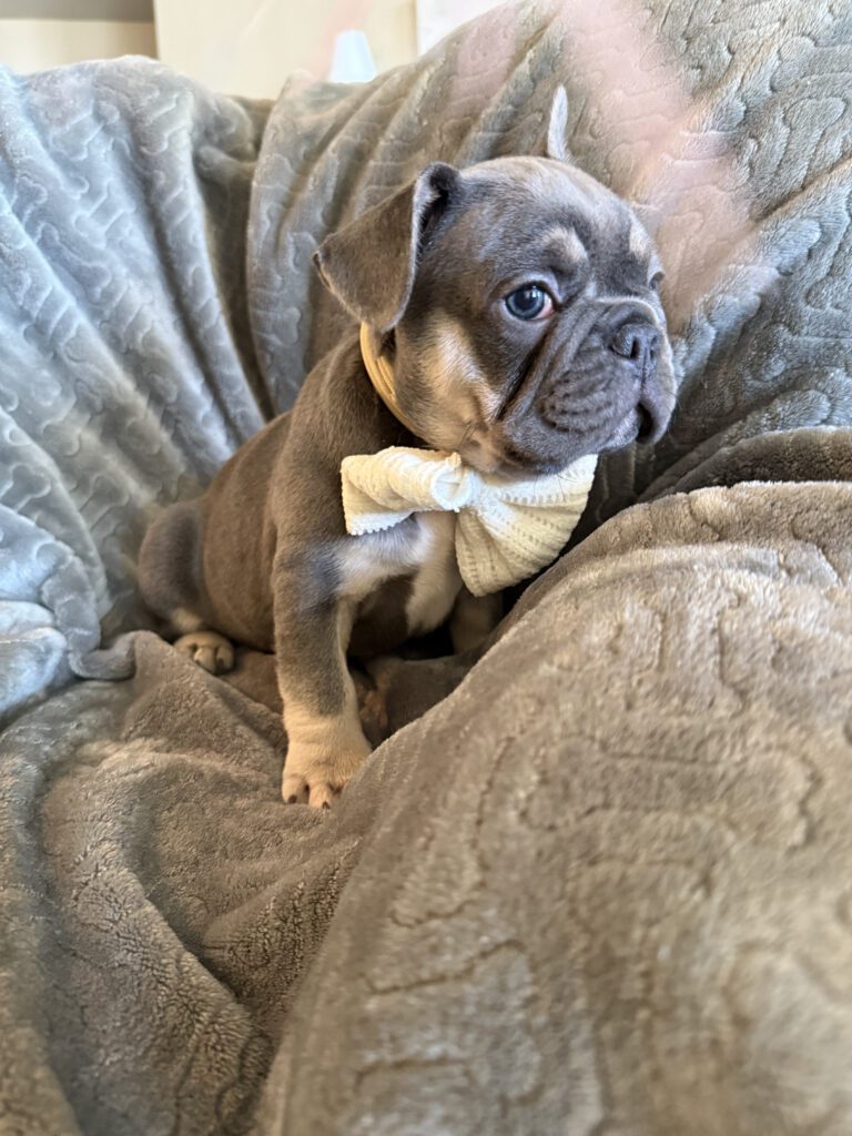 Wallace | Blue & Tan French Bulldog Male | Available in February 5th, 2026