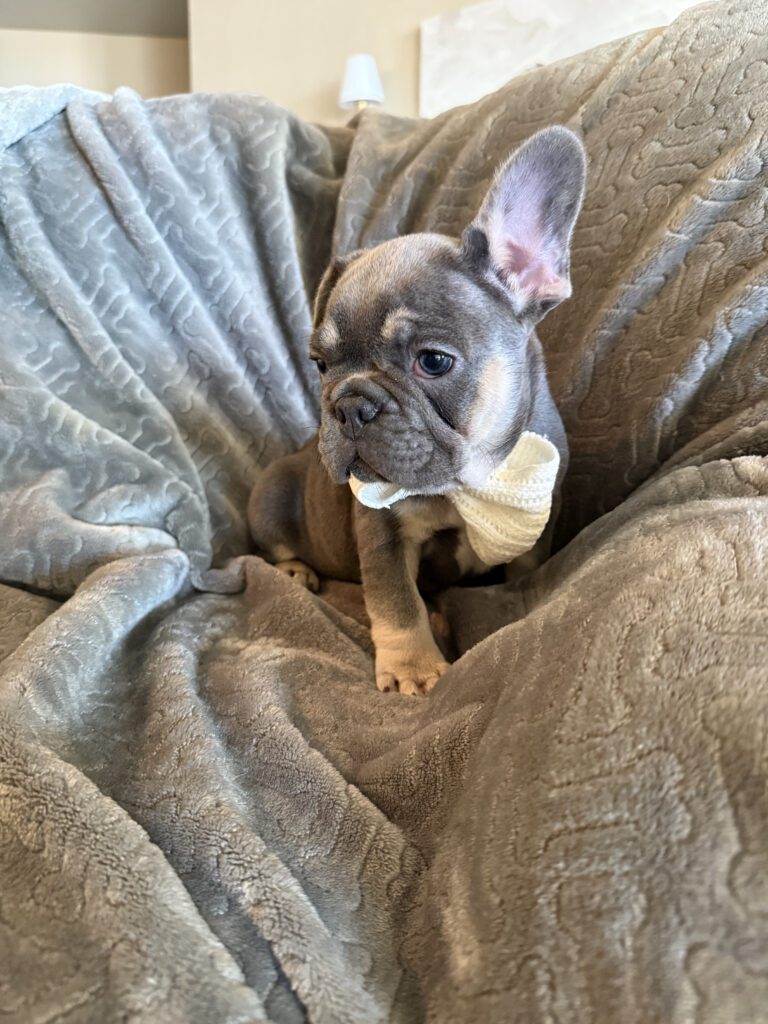 Wallace | Blue & Tan French Bulldog Male | Available in February 5th, 2026