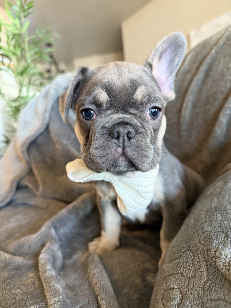 Wallace | Blue & Tan French Bulldog Male | Available in February 5th, 2026