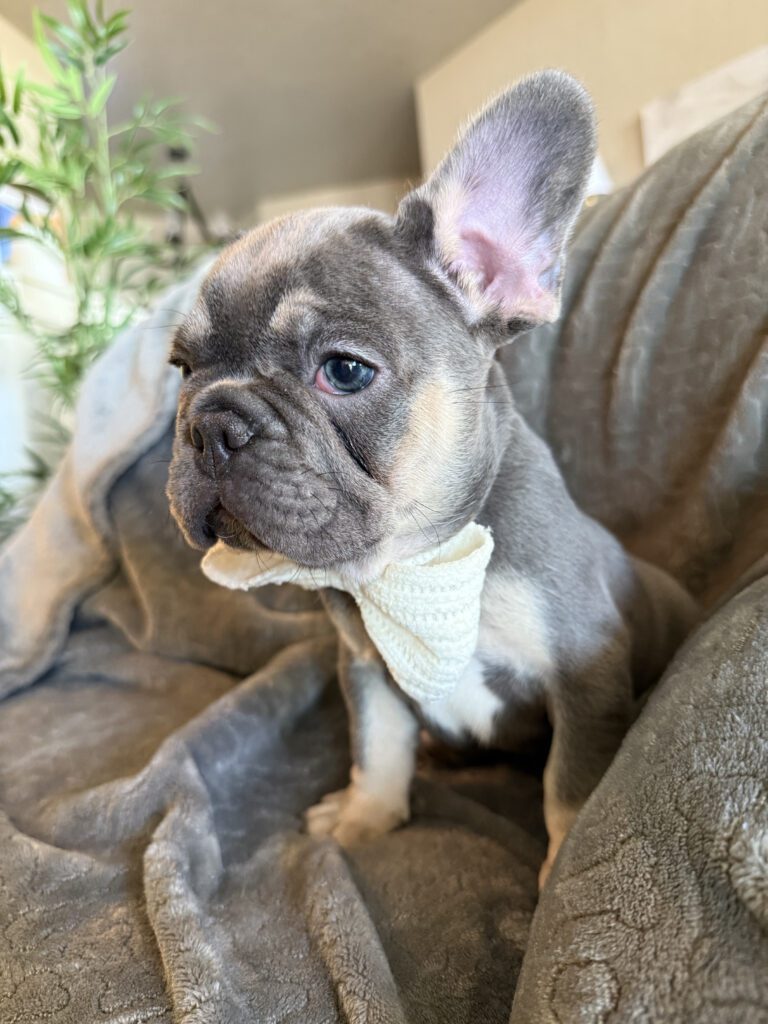 Wallace | Blue & Tan French Bulldog Male | Available in February 5th, 2026