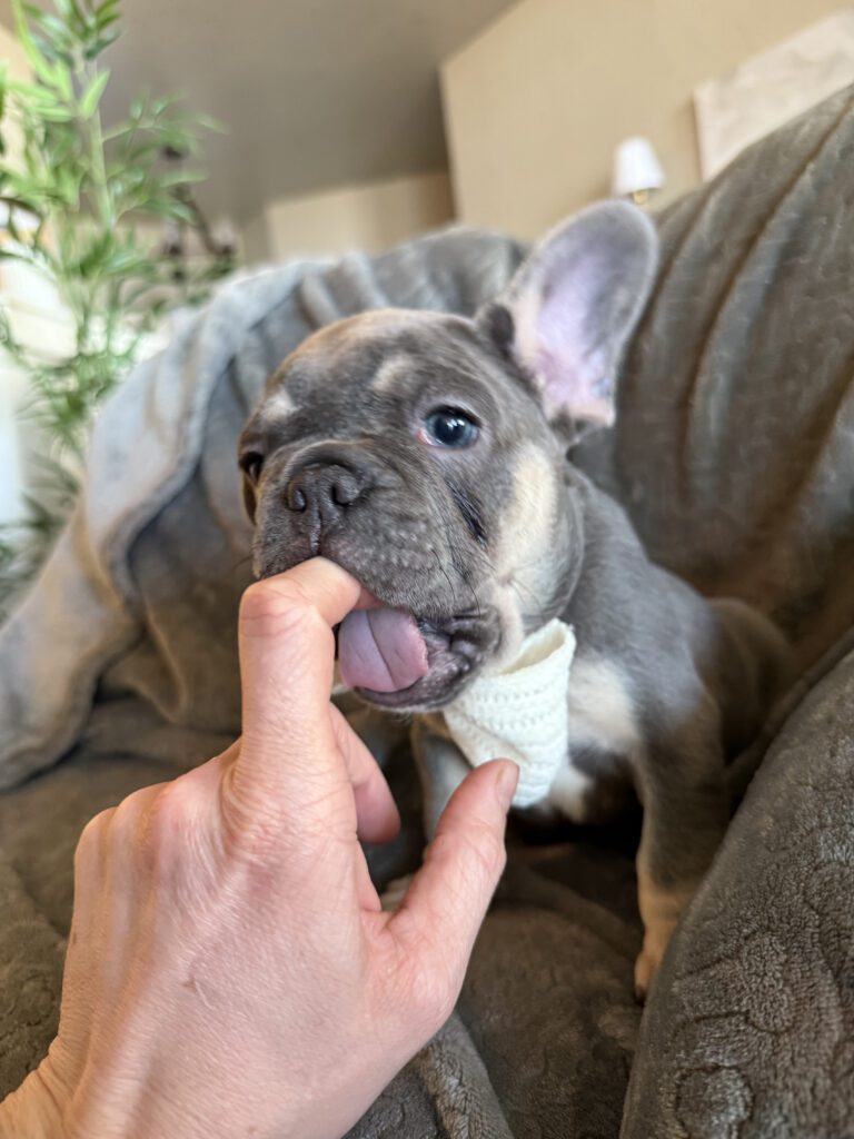 Wallace | Blue & Tan French Bulldog Male | Available in February 5th, 2026