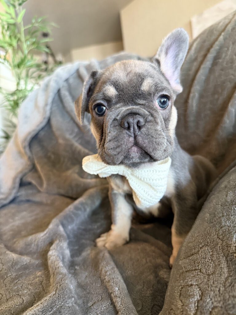 Wallace | Blue & Tan French Bulldog Male | Available in February 5th, 2026