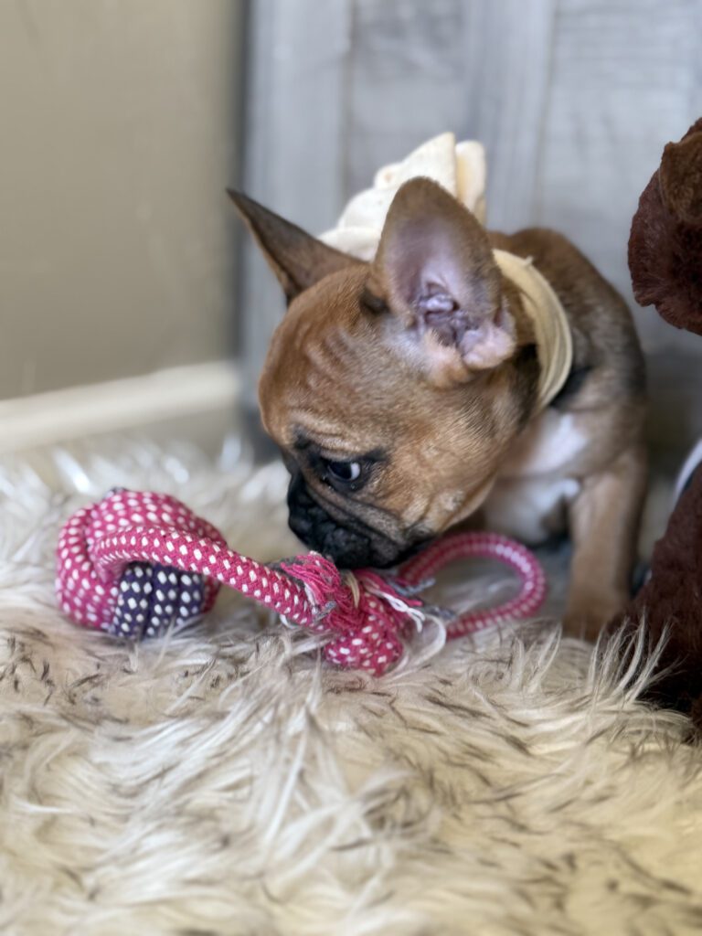 Winnie | Sable French Bulldog Female | Available in February 5th, 2026